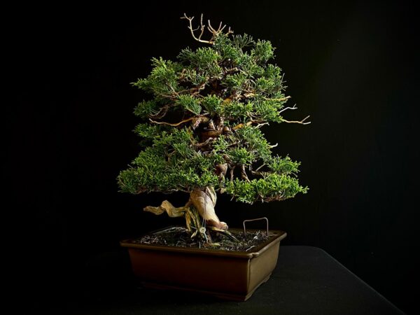 25I-NG-27 JUNIPERUS CHINENSIS ITOIWAGA