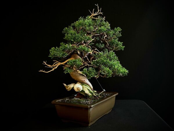 25I-NG-27 JUNIPERUS CHINENSIS ITOIWAGA