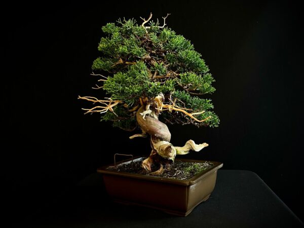 25I-NG-27 JUNIPERUS CHINENSIS ITOIWAGA