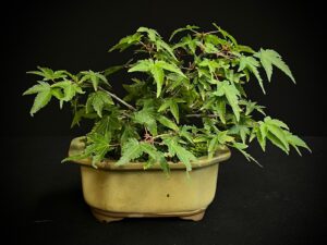 25I-NG-30 ACER PALMATUM