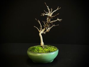 25I-NG-31-1 ACER BUERGERIANUM