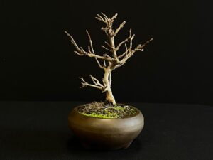 25I-NG-31-2 ACER BUERGERIANUM