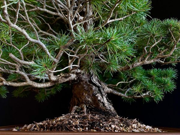 25I-TW-02 PINUS PENTAPHYLLA