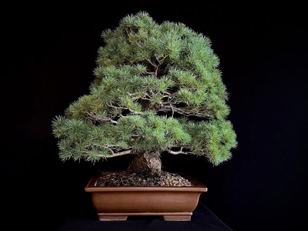25I-TW-02 PINUS PENTAPHYLLA