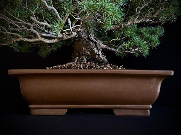 25I-TW-02 PINUS PENTAPHYLLA