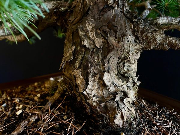 25I-TW-02 PINUS PENTAPHYLLA