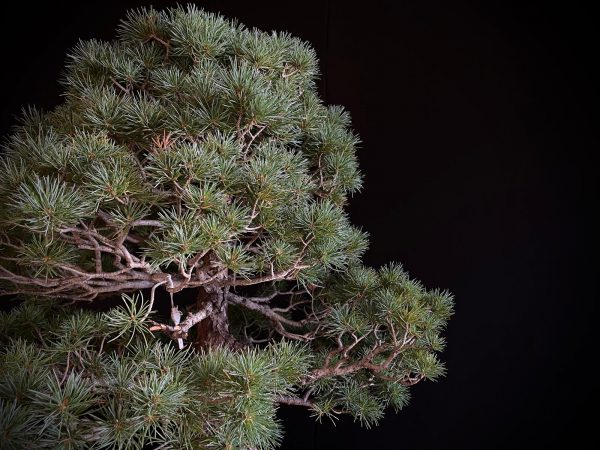 25I-TW-02 PINUS PENTAPHYLLA