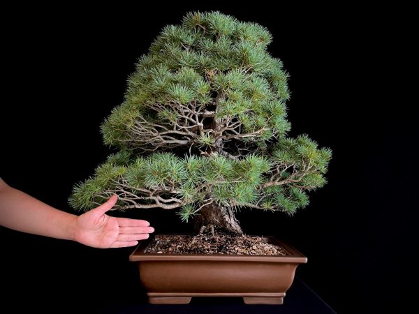 25I-TW-02 PINUS PENTAPHYLLA