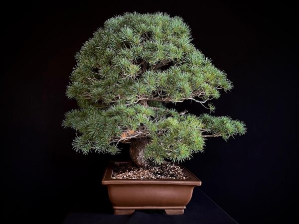 25I-TW-02 PINUS PENTAPHYLLA
