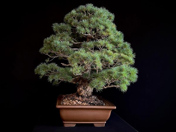 25I-TW-02 PINUS PENTAPHYLLA