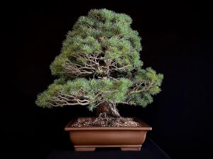 25I-TW-02 PINUS PENTAPHYLLA