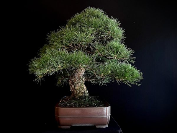 25I-TW-03 PINUS THUNBERGII