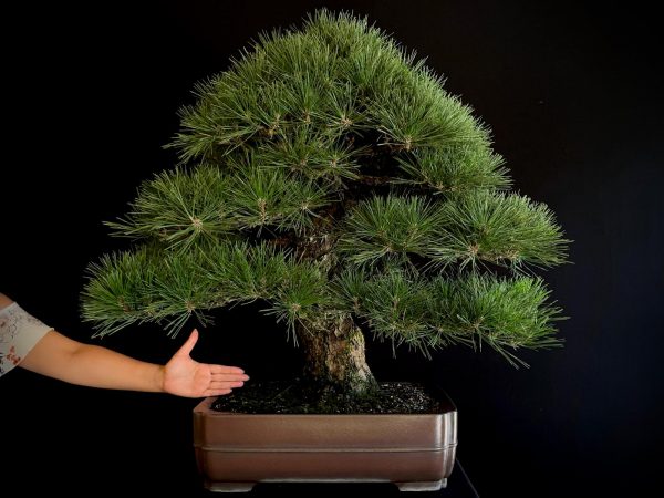 25I-TW-03 PINUS THUNBERGII