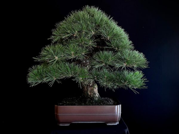 25I-TW-03 PINUS THUNBERGII