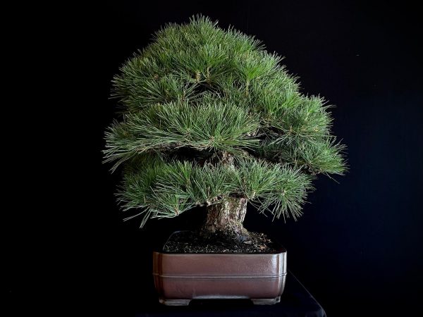 25I-TW-03 PINUS THUNBERGII
