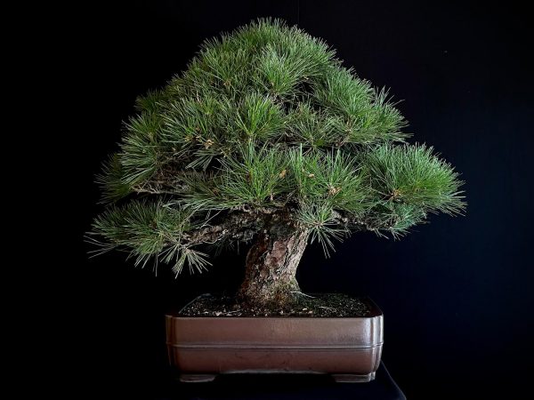 25I-TW-03 PINUS THUNBERGII