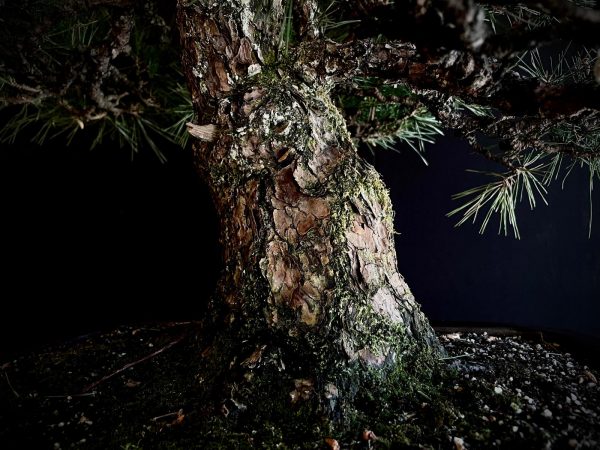 25I-TW-03 PINUS THUNBERGII