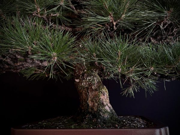 25I-TW-03 PINUS THUNBERGII