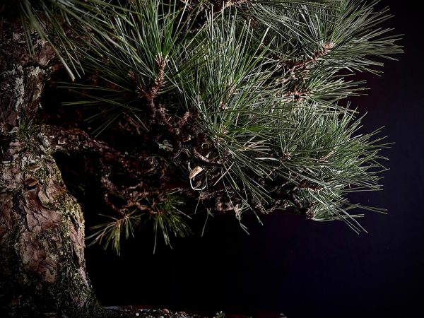 25I-TW-03 PINUS THUNBERGII
