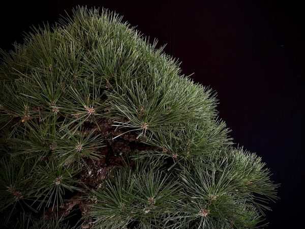 25I-TW-03 PINUS THUNBERGII