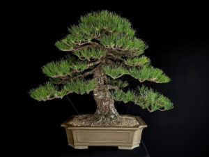 PINUS THUNBERGII