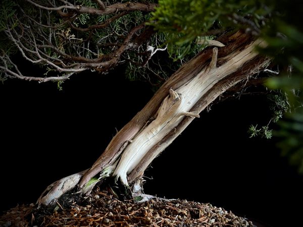 25I-TW-04 JUNIPERUS CHINENSIS ITOIWAGA