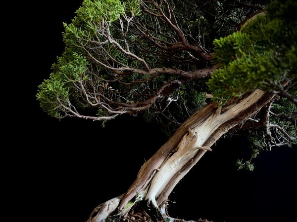 25I-TW-04 JUNIPERUS CHINENSIS ITOIWAGA
