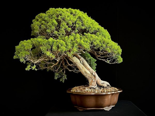 25I-TW-04 JUNIPERUS CHINENSIS ITOIWAGA