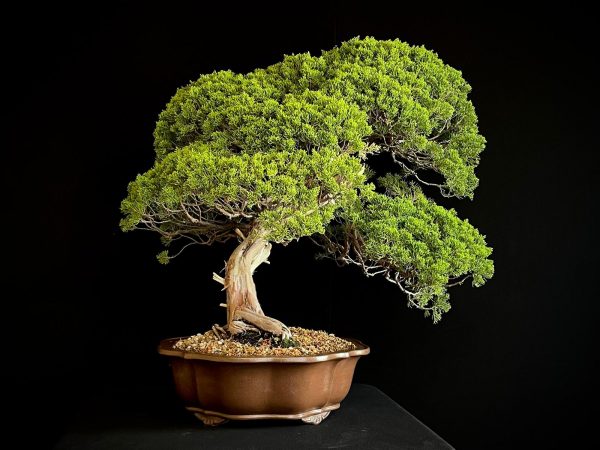 25I-TW-04 JUNIPERUS CHINENSIS ITOIWAGA