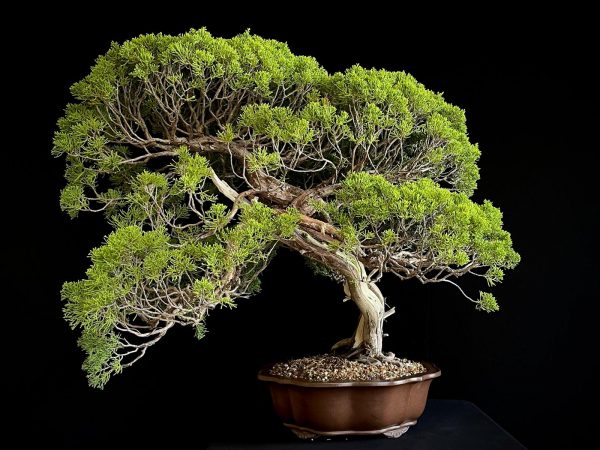 25I-TW-04 JUNIPERUS CHINENSIS ITOIWAGA