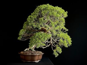 25I-TW-04 JUNIPERUS CHINENSIS ITOIWAGA