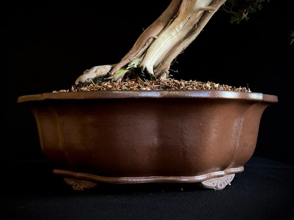 25I-TW-04 JUNIPERUS CHINENSIS ITOIWAGA