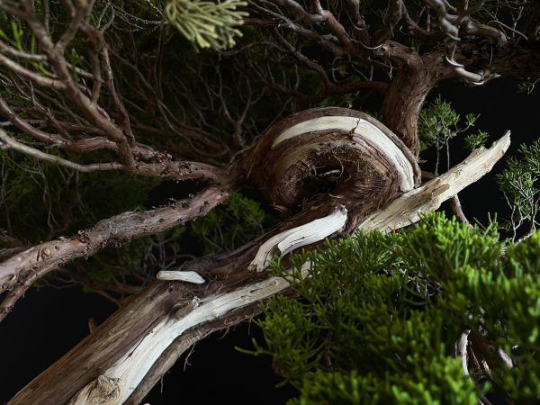 25I-TW-04 JUNIPERUS CHINENSIS ITOIWAGA