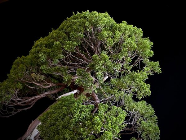 25I-TW-04 JUNIPERUS CHINENSIS ITOIWAGA