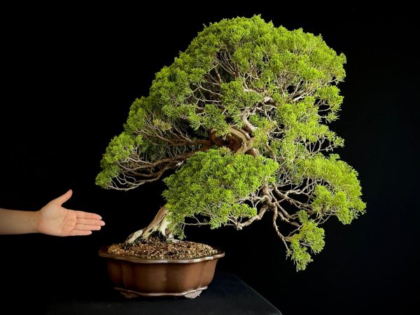 25I-TW-04 JUNIPERUS CHINENSIS ITOIWAGA