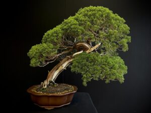 25I-TW-04 JUNIPERUS CHINENSIS ITOIWAGA