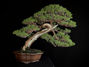 JUNIPERUS CHINENSIS ITOIWAGA