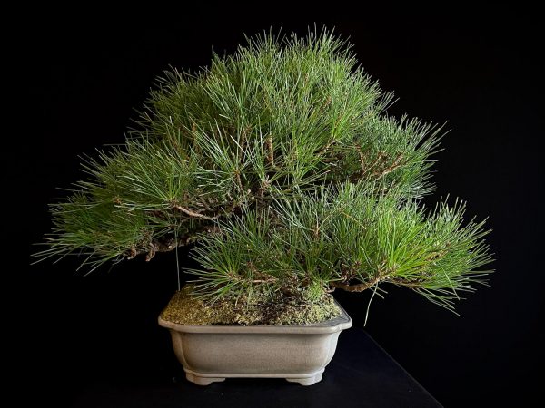 25I-TW-05 PINUS THUNBERGII