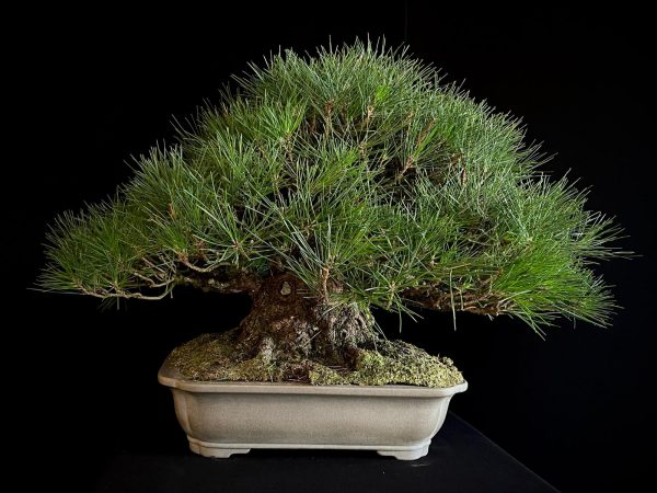 25I-TW-05 PINUS THUNBERGII