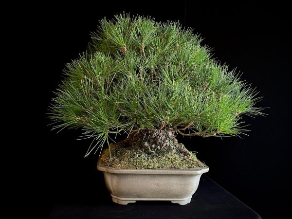 25I-TW-05 PINUS THUNBERGII