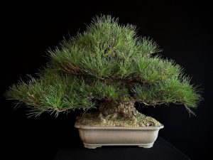25I-TW-05 PINUS THUNBERGII