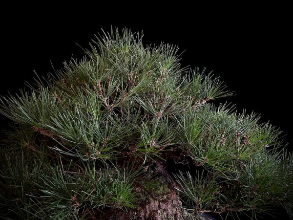 25I-TW-05 PINUS THUNBERGII