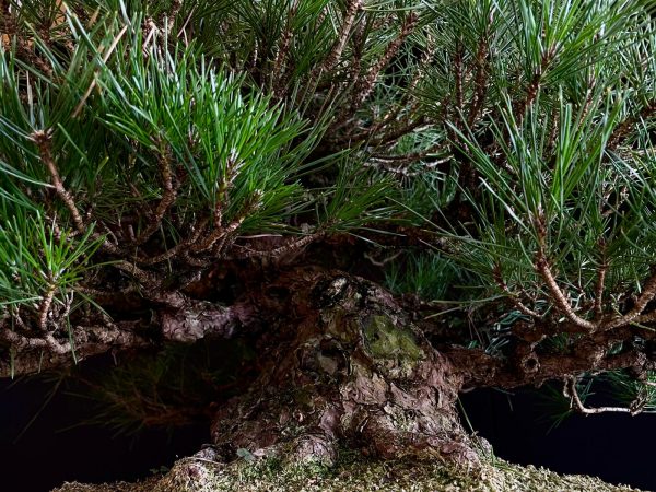 25I-TW-05 PINUS THUNBERGII