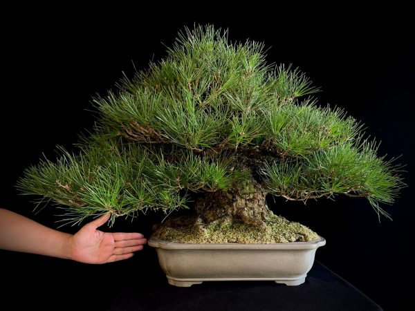 25I-TW-05 PINUS THUNBERGII