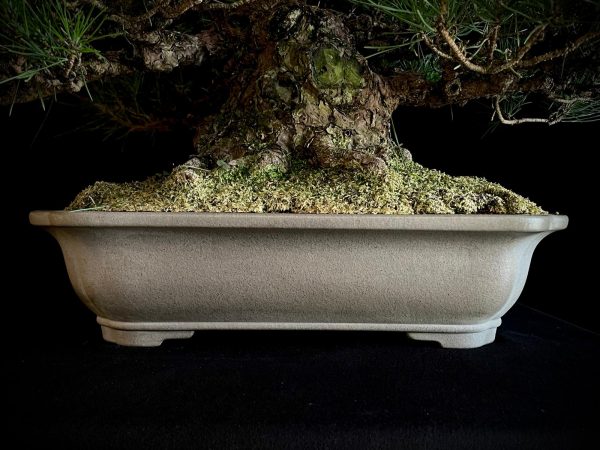 25I-TW-05 PINUS THUNBERGII