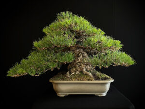 25I-TW-05 PINUS THUNBERGII