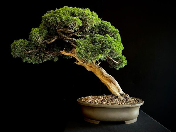 25I-TW-06 JUNIPERUS CHINENSIS ITOIWAGA