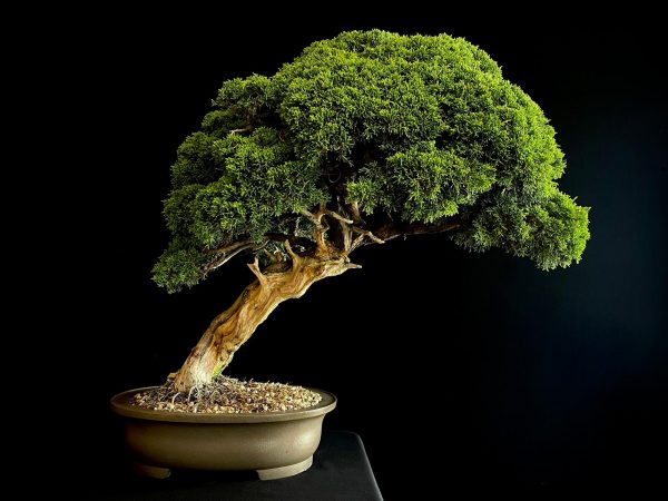 25I-TW-06 JUNIPERUS CHINENSIS ITOIWAGA