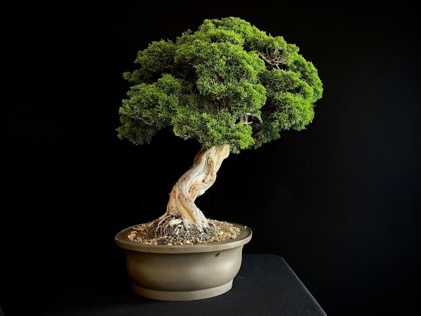 25I-TW-06 JUNIPERUS CHINENSIS ITOIWAGA