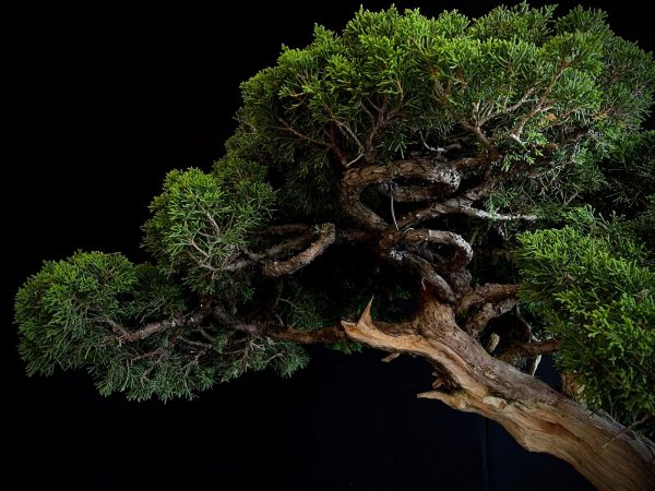 25I-TW-06 JUNIPERUS CHINENSIS ITOIWAGA